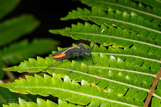 صورة Leptoscelis conspicuus Brailovsky & Barrera 2012