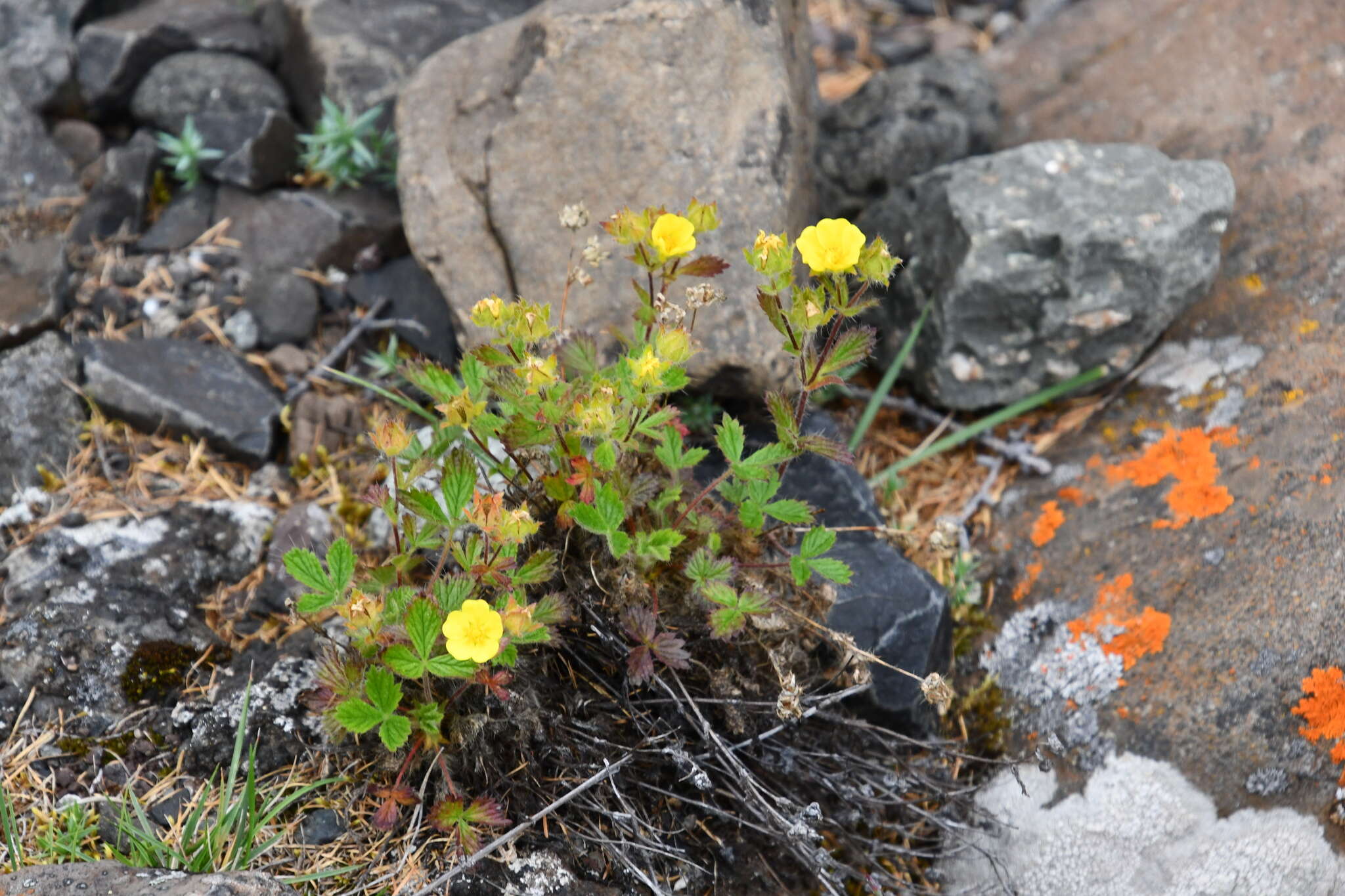 Image de Potentilla asperrima Turcz.