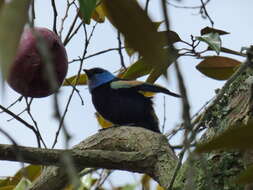 Stilpnia cyanicollis (d'Orbigny & Lafresnaye 1837) resmi