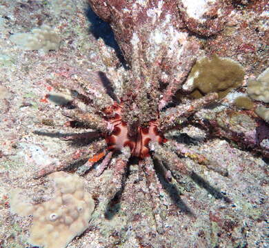 Image of blade-tipped tiara-urchin