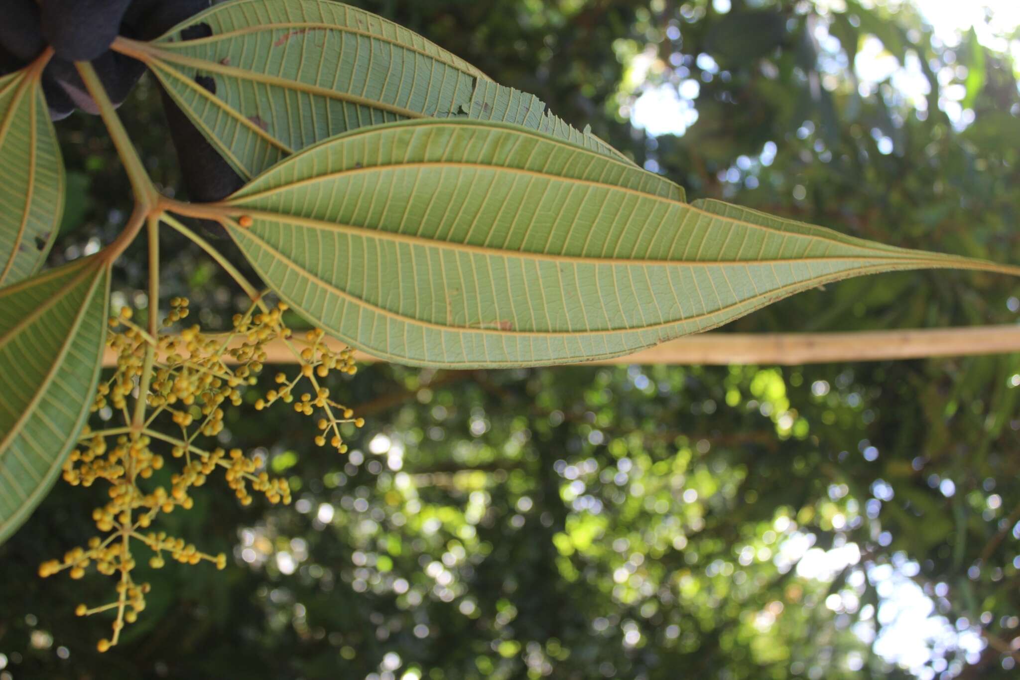 Miconia dolichorrhyncha Naud.的圖片