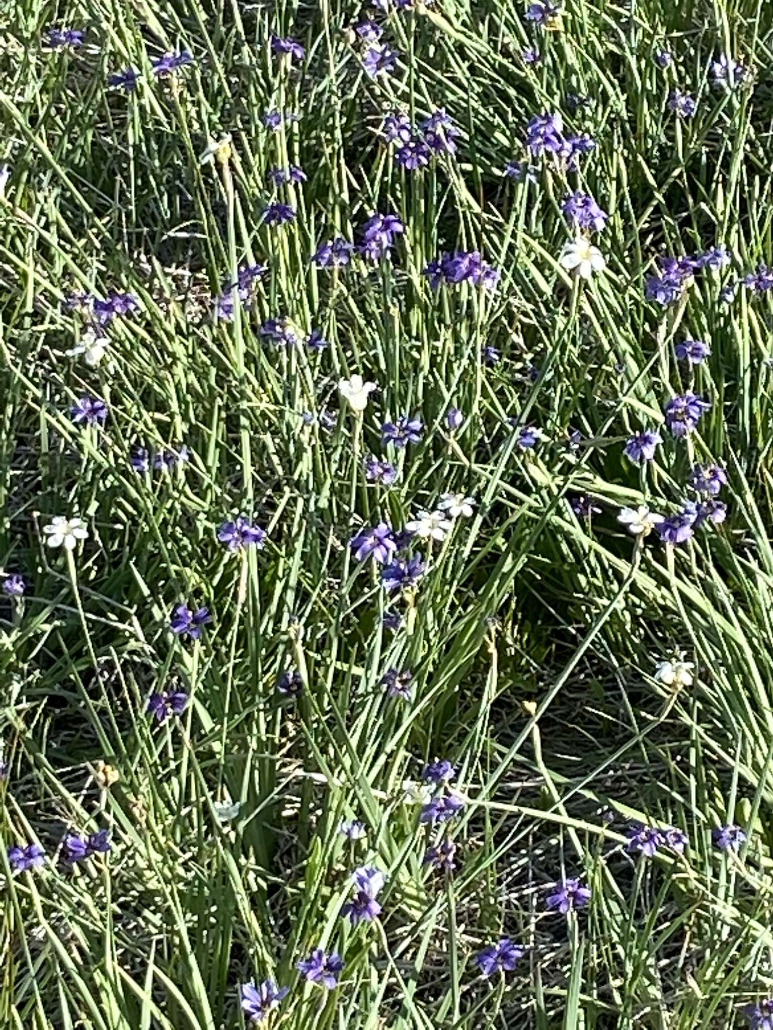 Слика од Sisyrinchium idahoense var. occidentale (E. P. Bicknell) Douglass M. Hend.