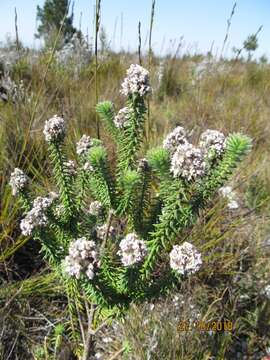 صورة Kogelbergia verticillata (Eckl. & Zeyh.) J. P Rourke