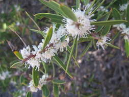 Image of Hakea marginata R. Br.