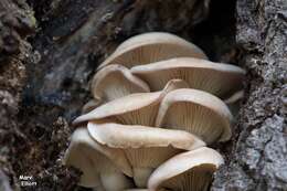 Image of Pleurotus ostreatus (Jacq.) P. Kumm. 1871