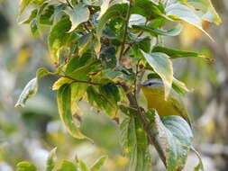 Image of Grey-hooded Warbler