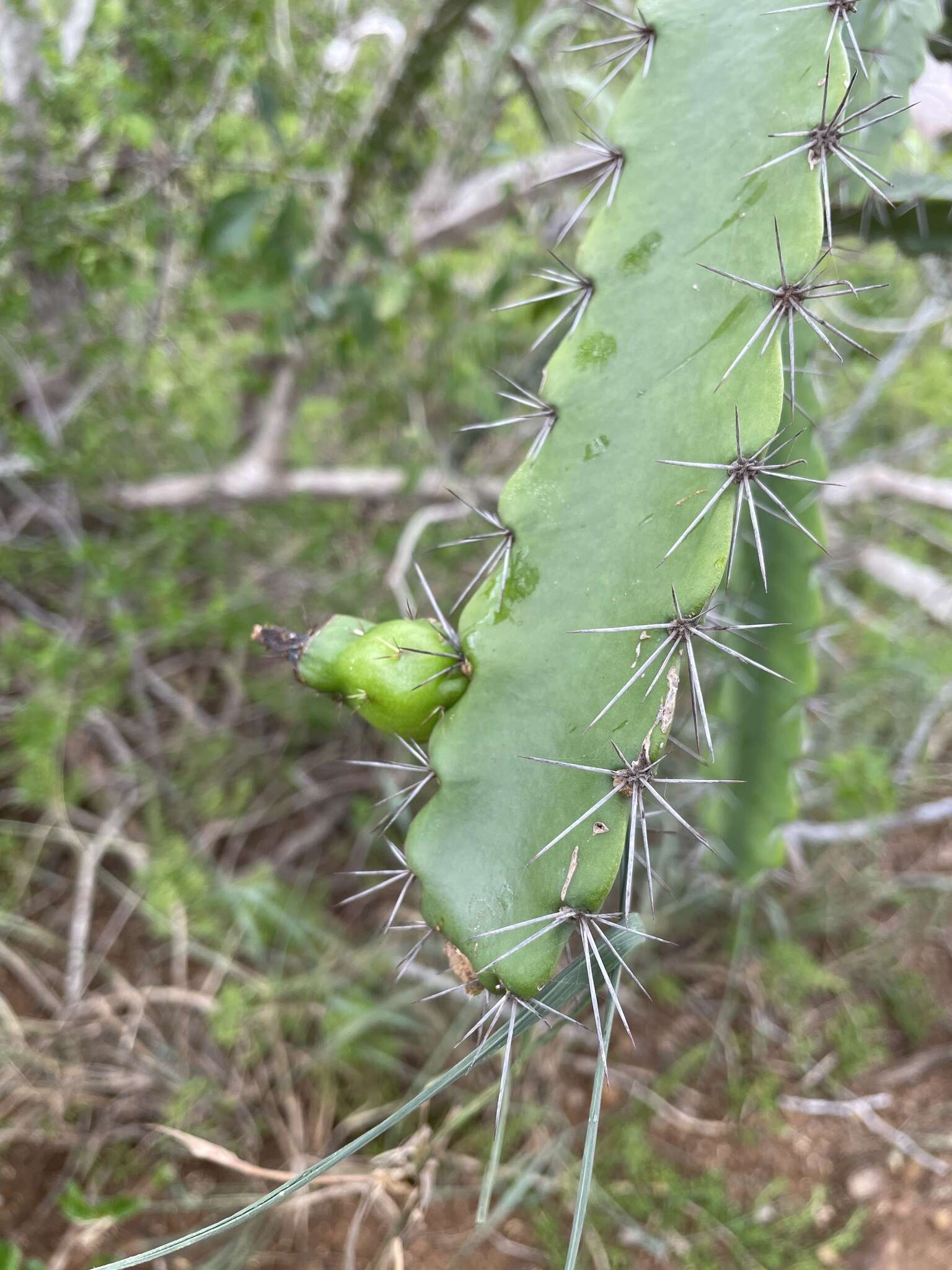 Image of leptocereus