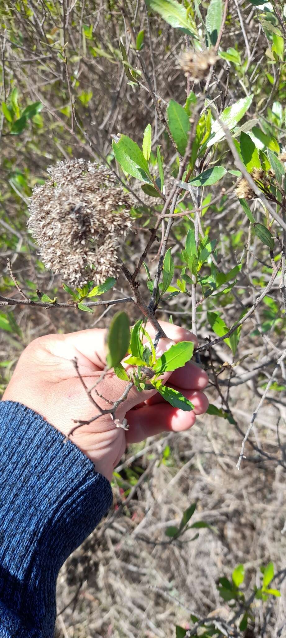 Image of <i>Eupatorium dodonaeifolium</i> DC.