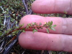 Image of Coprosma depressa Colenso ex Hook. fil.