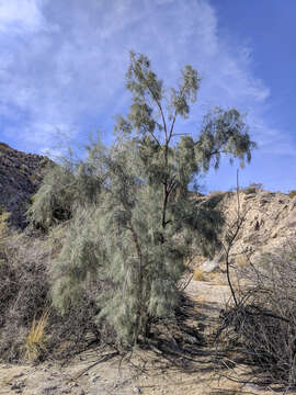 Image of Athel tamarisk