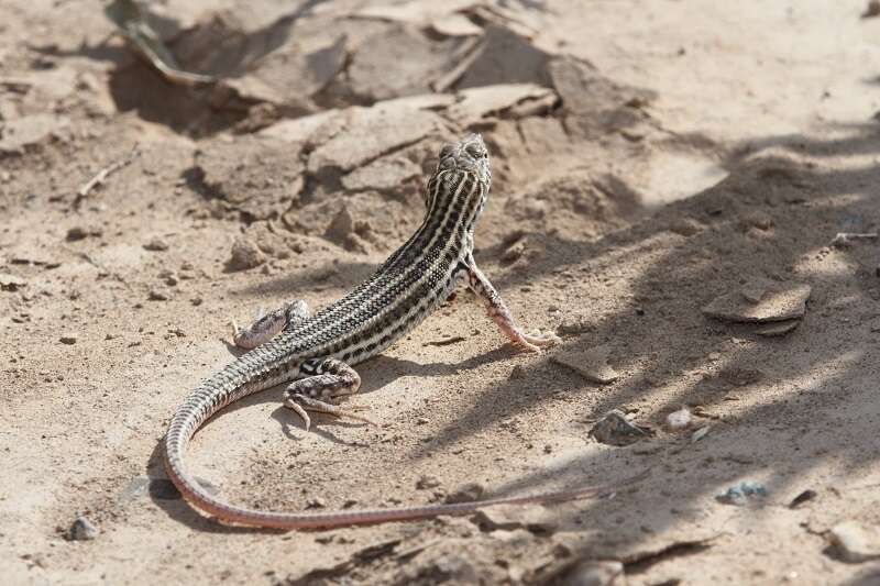 Image of Arnold's Fringe-fingered Lizard