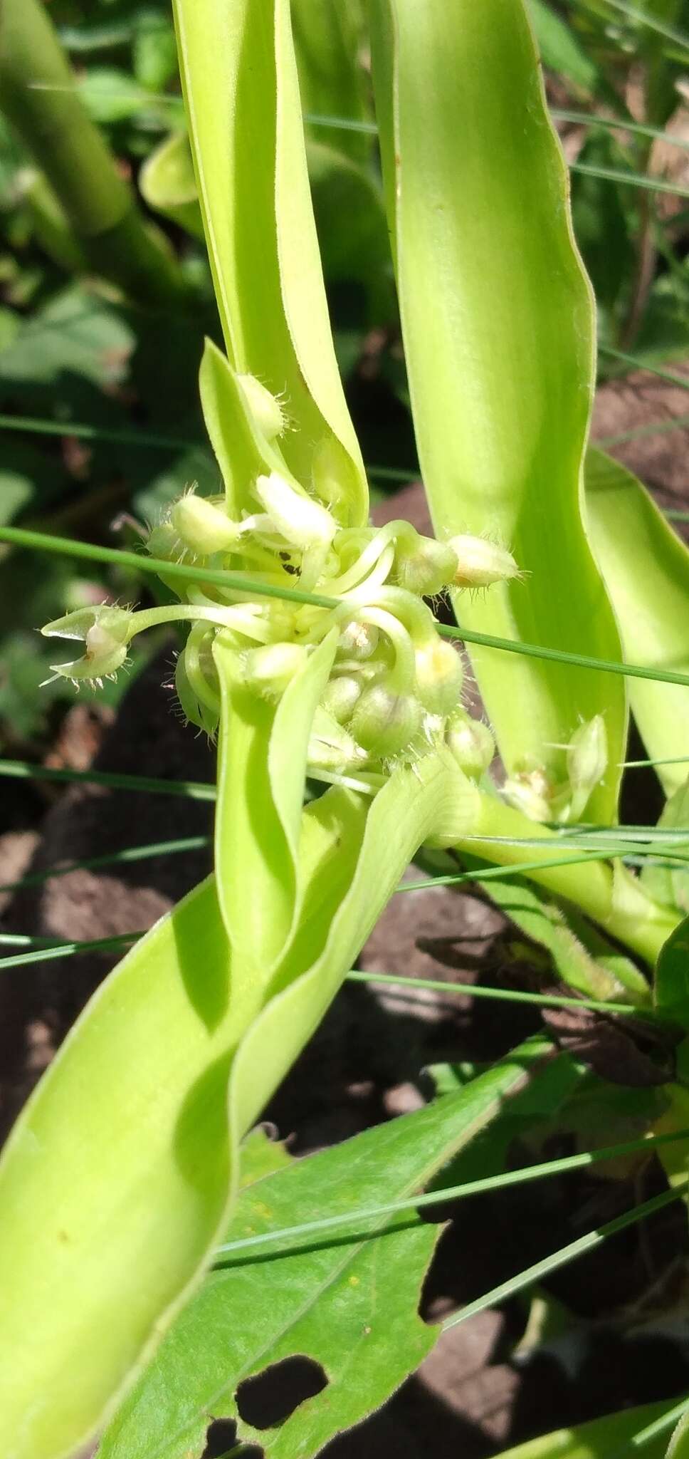 Image of succulent spiderwort