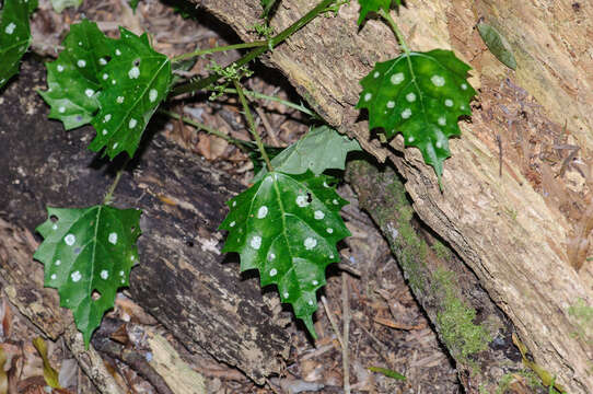 Image of Laportea grossa (E. Mey. ex Wedd.) Chew