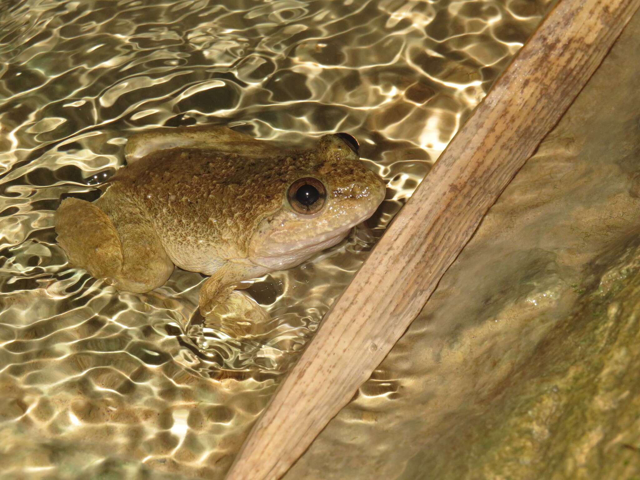 Image of Kuhl's Creek Frog