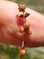 Image of pondweed