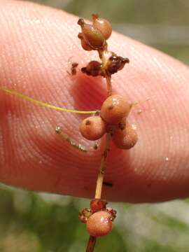 Image of pondweed