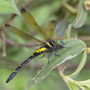 Image of Chlorogomphus auratus Martin 1910