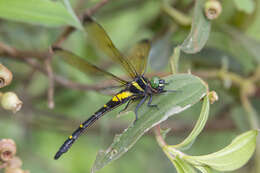 Plancia ëd Chlorogomphus auratus Martin 1910