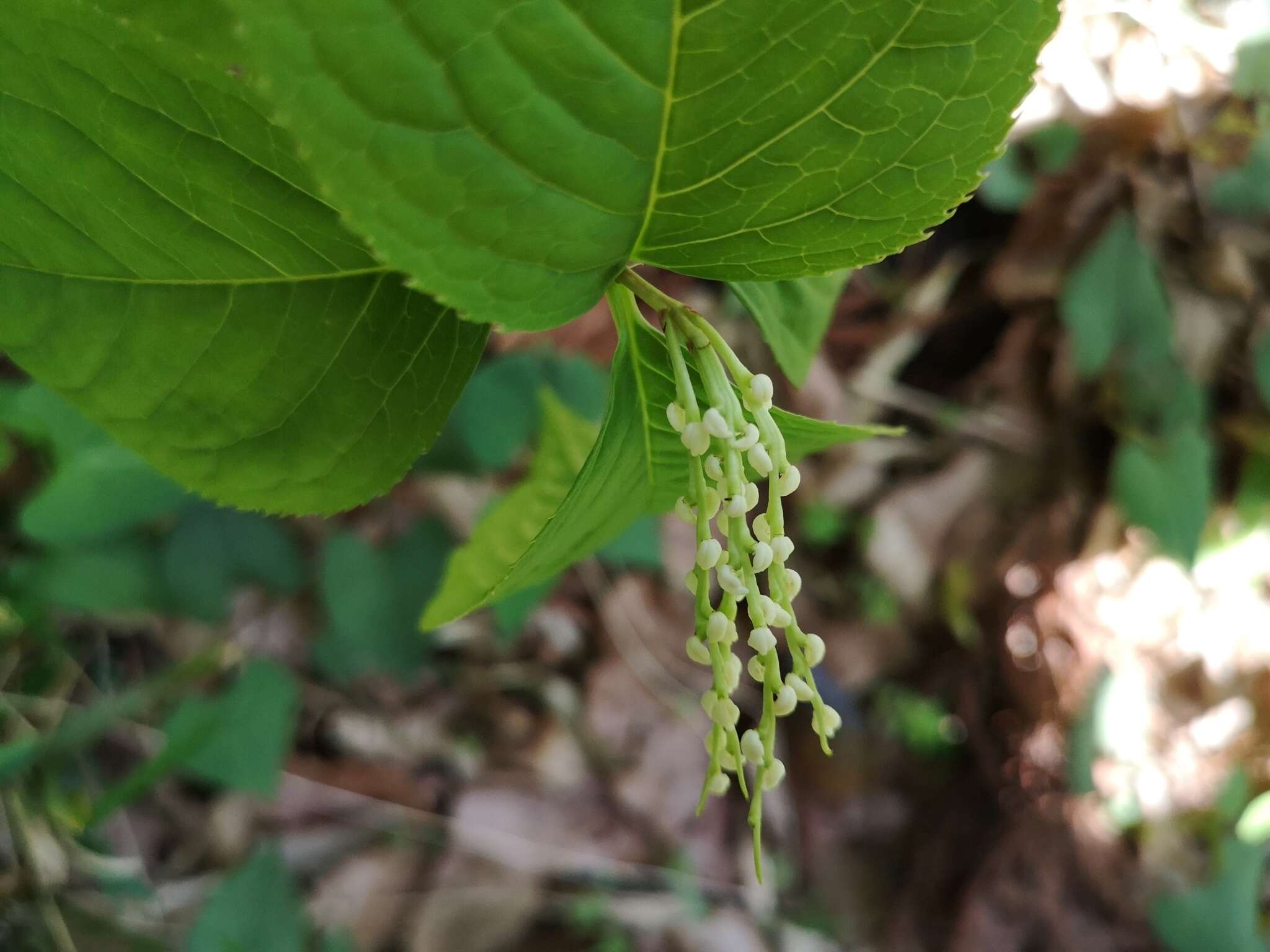 Image of Chloranthus serratus (Thunb.) Roem. & Schult.