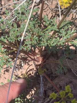 Image of purple springparsley