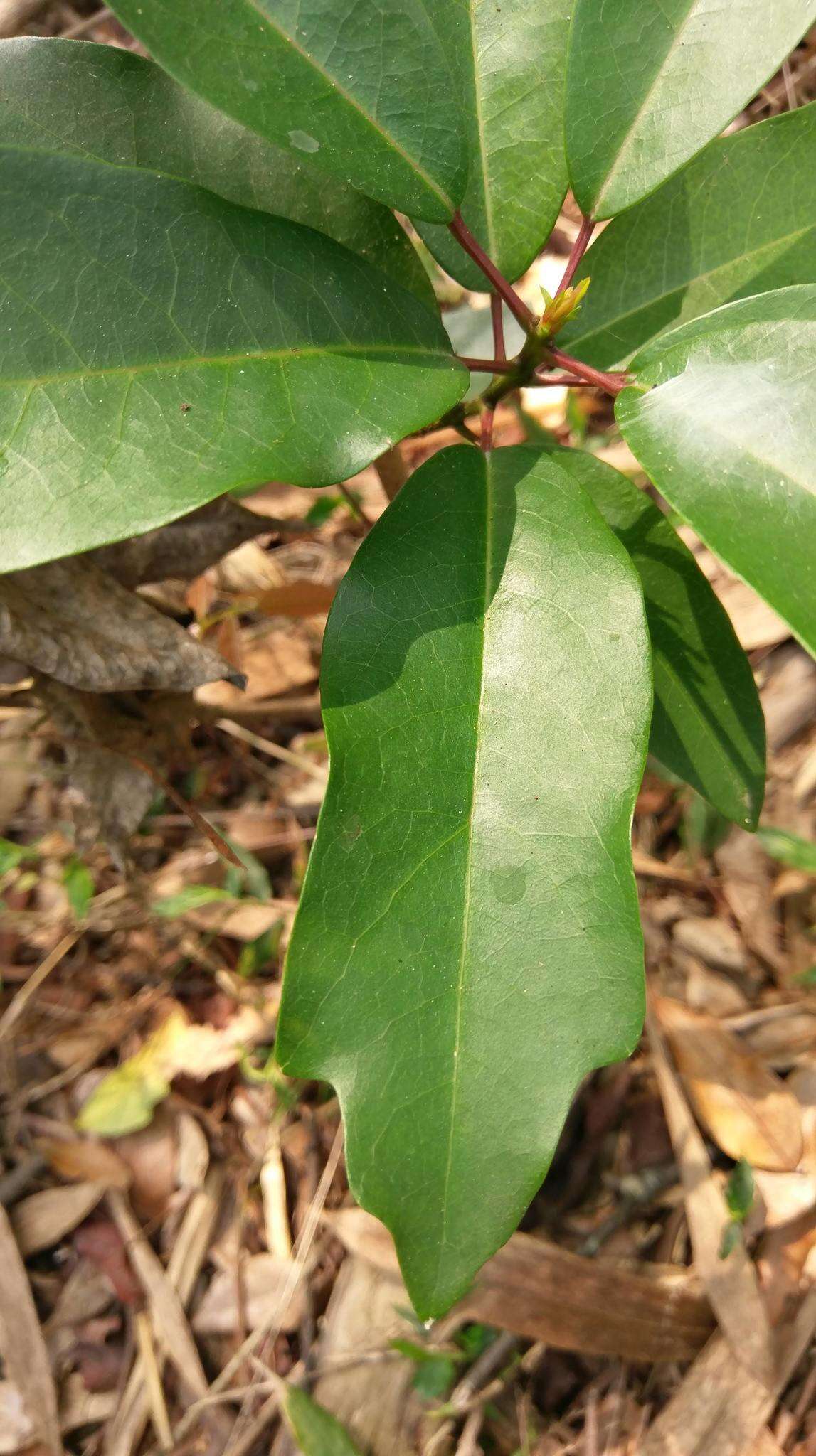 Imagem de Daphniphyllum pentandrum Hayata