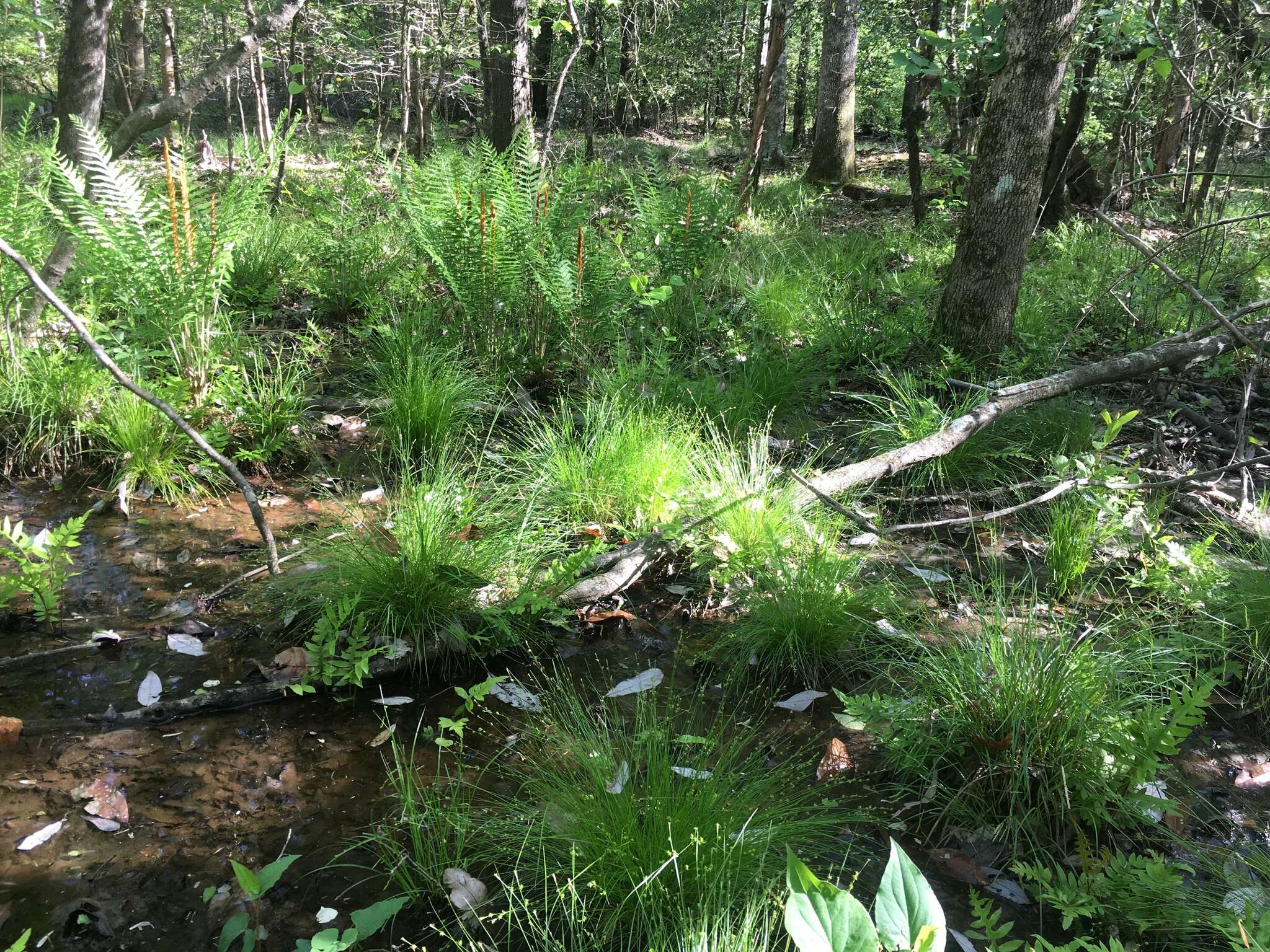 Image of prickly bog sedge