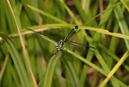 Imagem de Austrogomphus amphiclitus (Selys 1873)