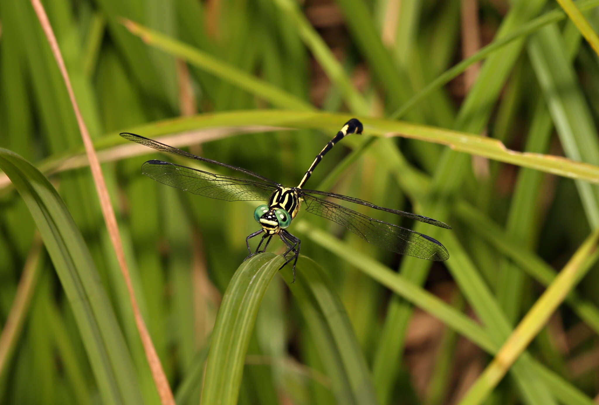 Imagem de Austrogomphus amphiclitus (Selys 1873)