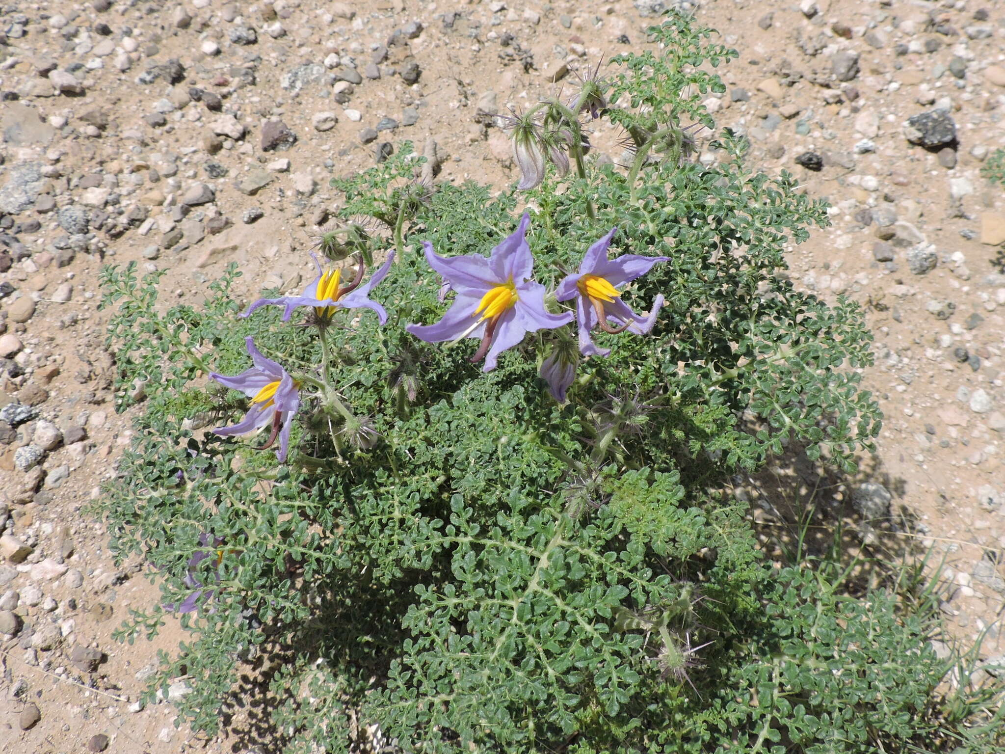 Image of watermelon nightshade