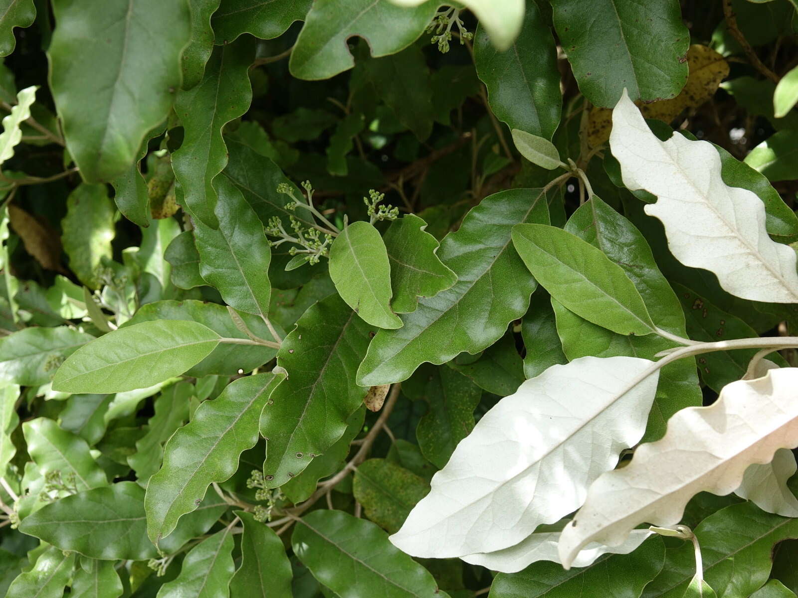 Image de Olearia albida Hook. fil.