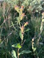 Plancia ëd Solidago virgaurea subsp. lapponica (With.) N. N. Tzvel.