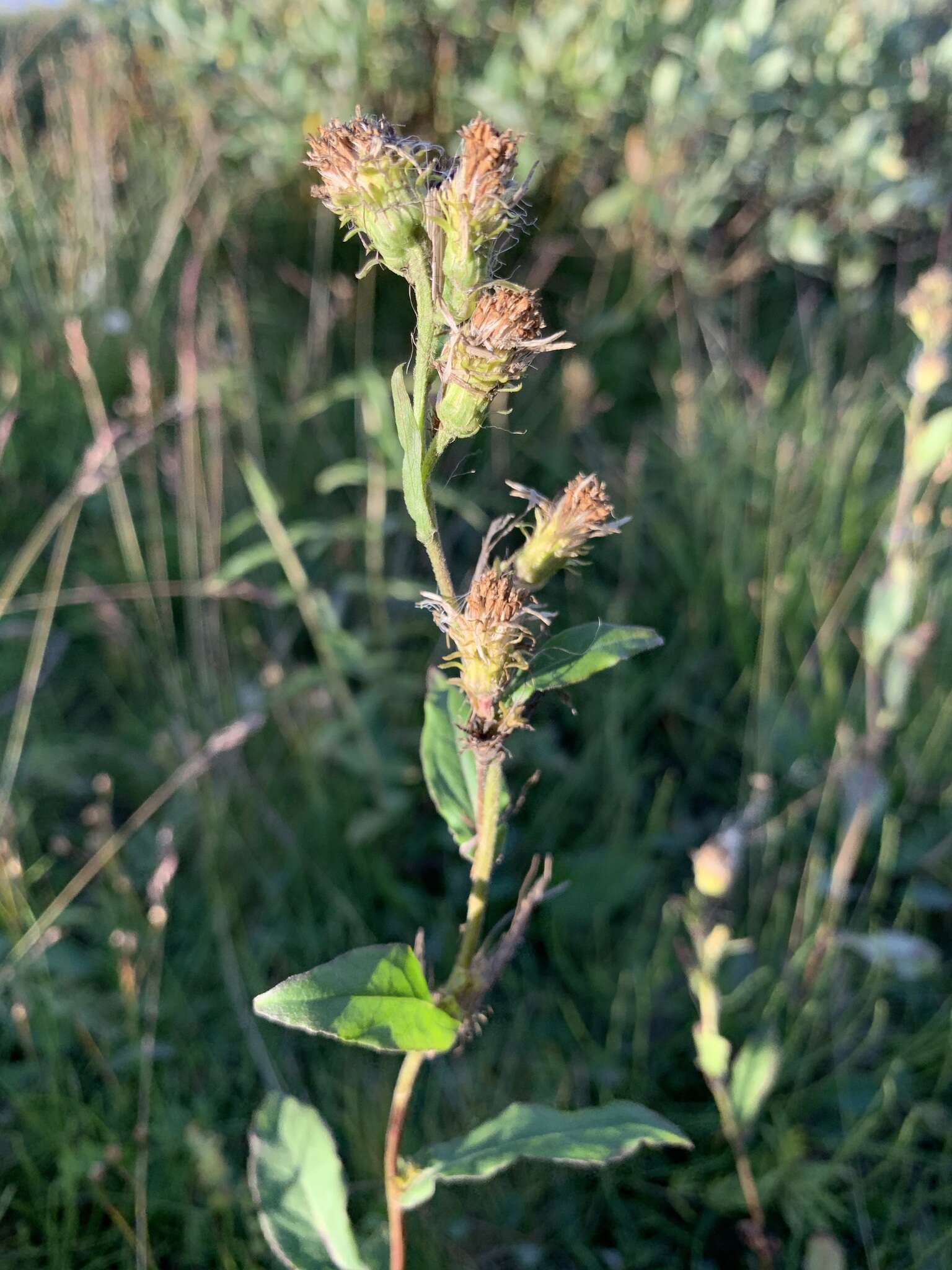 Image de Solidago virgaurea subsp. lapponica (With.) N. N. Tzvel.