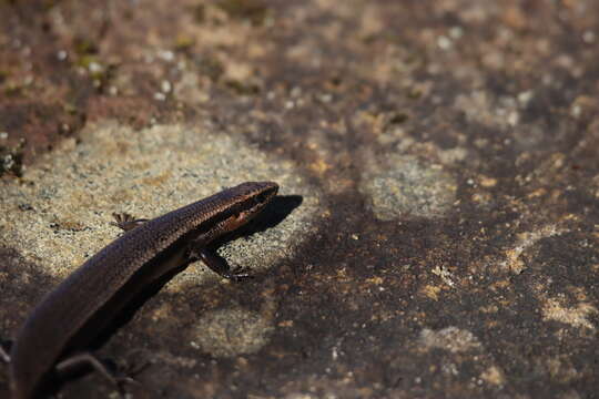 Image of Red-throated Cool-skink