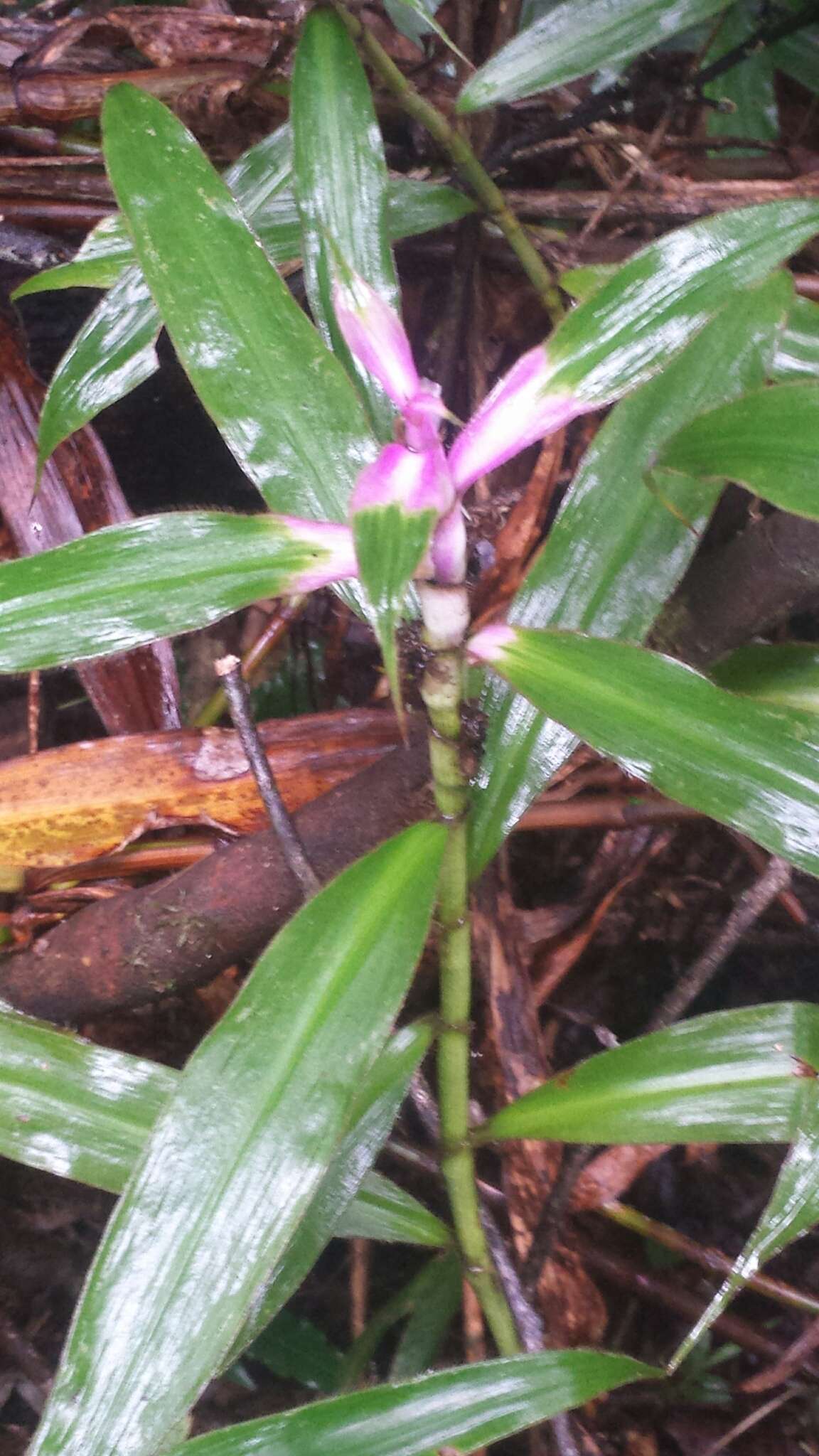 Image de Coleotrype madagascarica C. B. Clarke