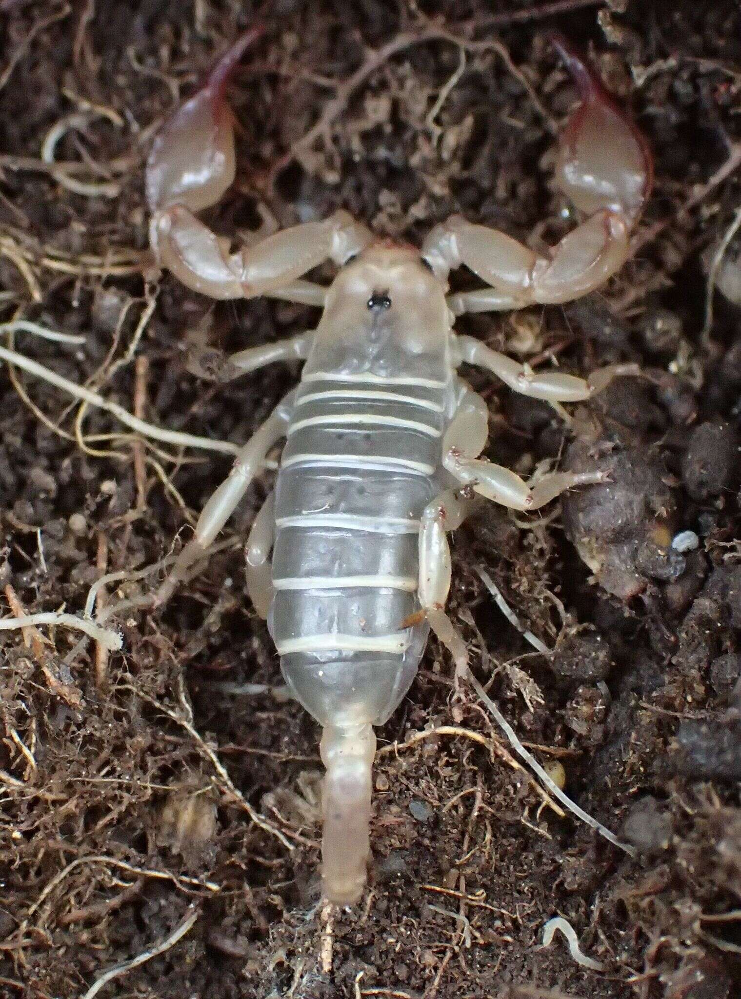 Image of Euscorpius garganicus Caporiacco 1950