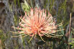 Image of Ribbon pincushion