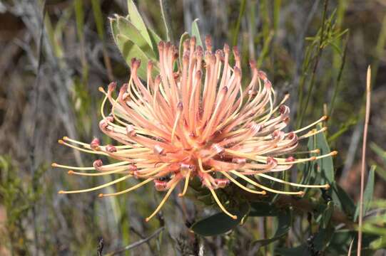 Plancia ëd Leucospermum tottum (L.) R. Br.