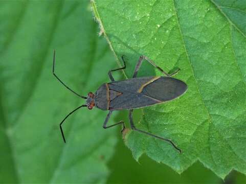 Leptocoris amictus Germar 1838 resmi