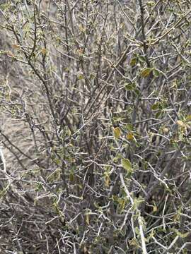 Image of desert myrtlecroton