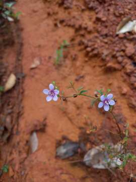 Image of Acisanthera uniflora (Vahl) Gleason