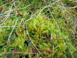 Image of papillose sphagnum