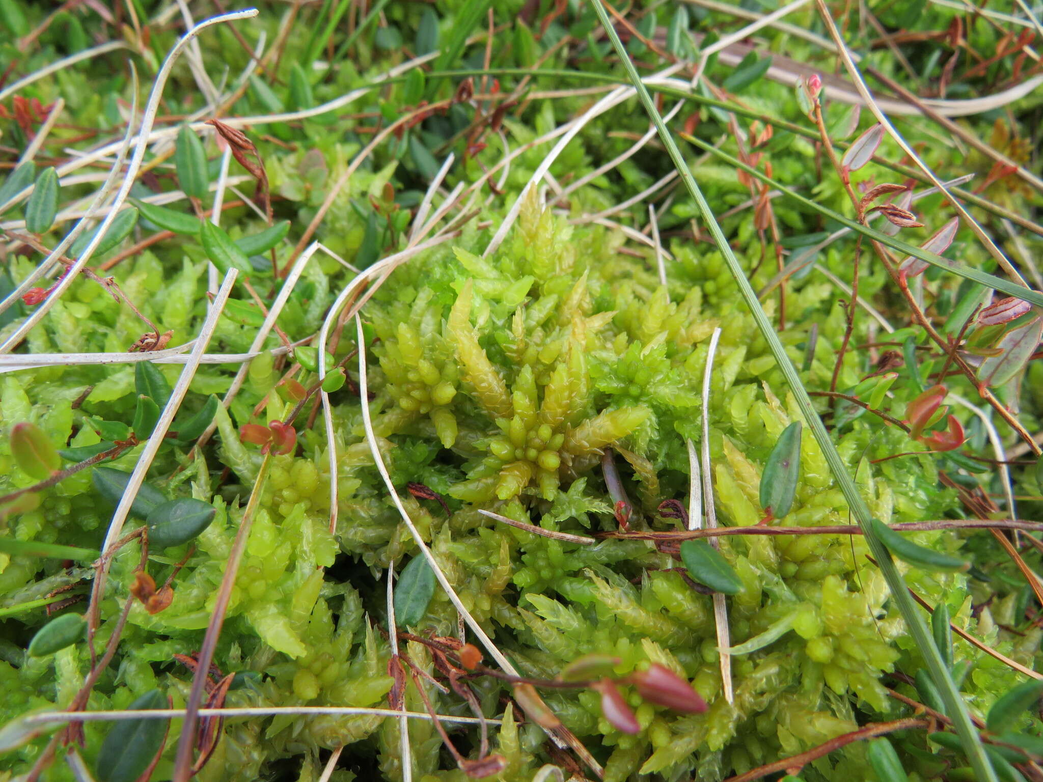 Image of papillose sphagnum