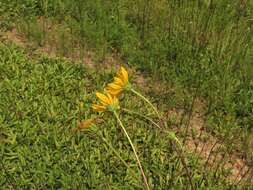 Image of fewleaf sunflower