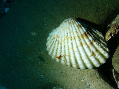 Image of Purpurocardia P. A. Maxwell 1969