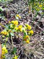 Image of Euphorbia stepposa Zoz ex Prokh.