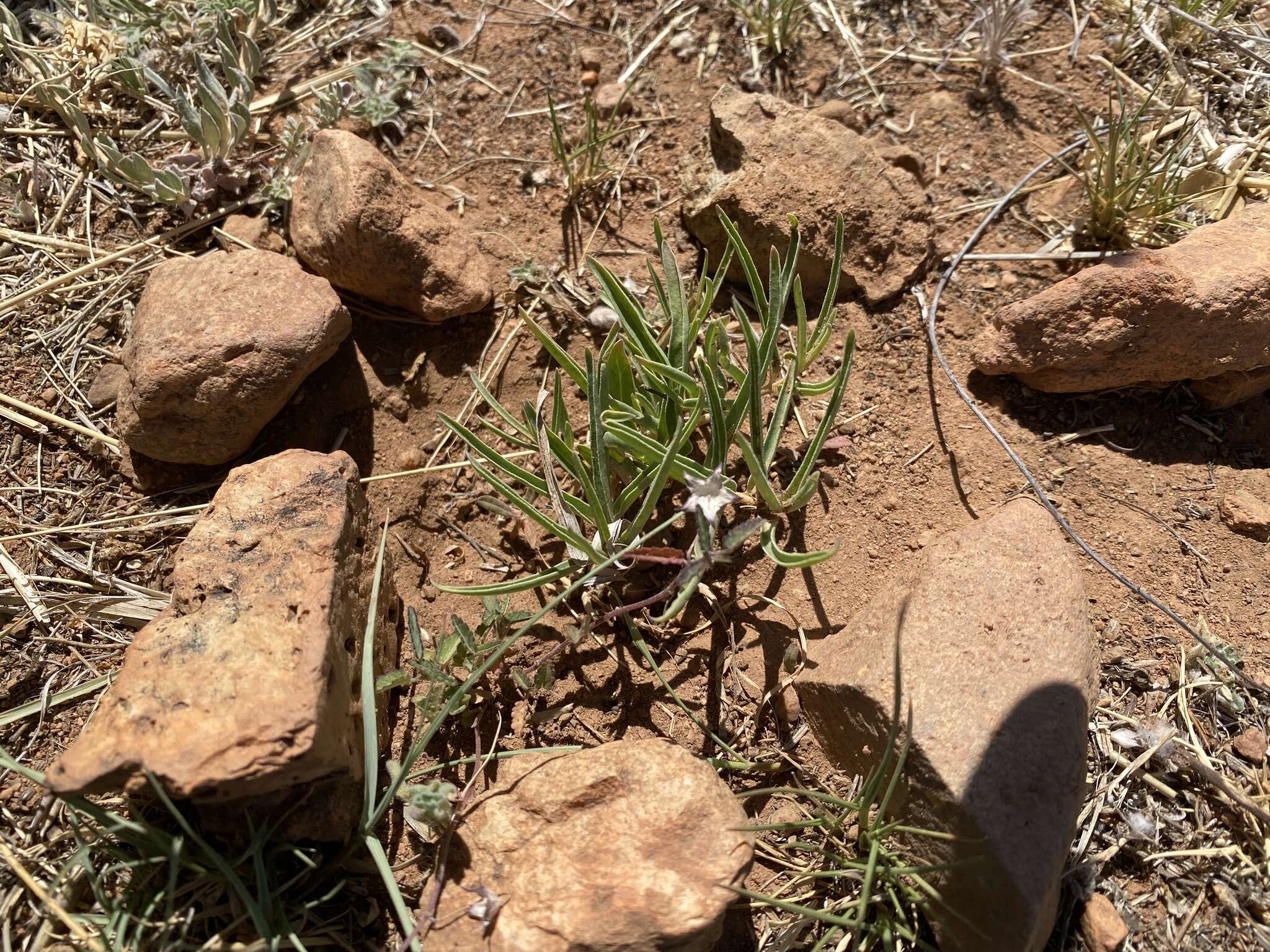 Image of dwarf milkweed