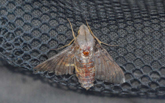 Image of Cuban Sphinx Moth