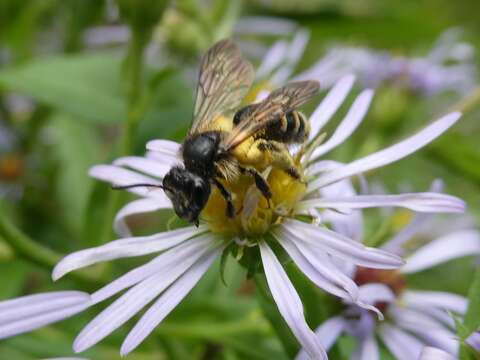 Image of Andrena robervalensis Mitchell 1960