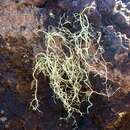 Image of <i>Ramalina australiensis</i> Nyl.