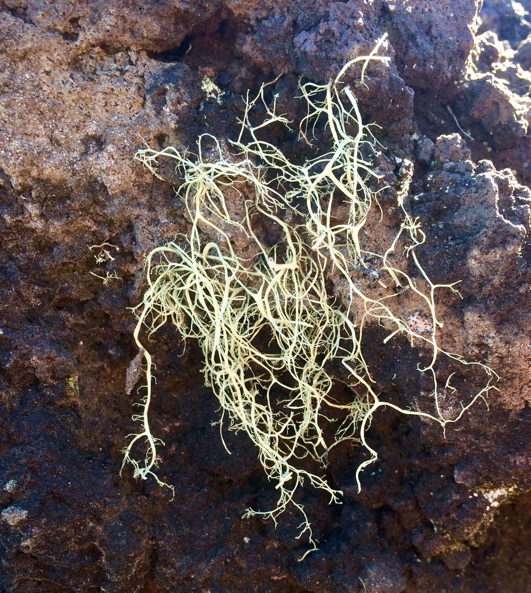 Image of <i>Ramalina australiensis</i> Nyl.